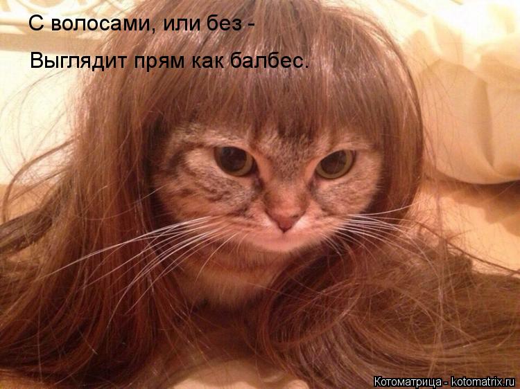 С волосами, или без - Выглядит прям как балбес.... Котоматрица: С волосами, или без - Выглядит прям как балбес.