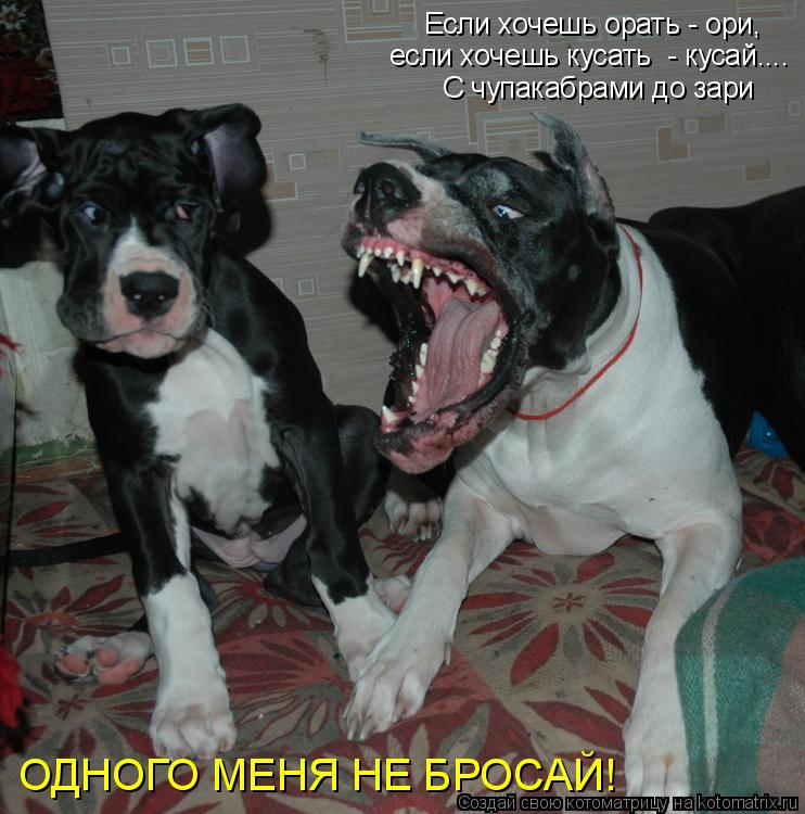 Если хочешь орать - ори, если хочешь кусать - кусай.... С чупакабрами до зари ОДНОГО МЕНЯ НЕ БРОСАЙ... Котоматрица: Если хочешь орать - ори, если хочешь кусать - кусай.... С чупакабрами до зари ОДНОГО МЕНЯ НЕ БРОСАЙ!