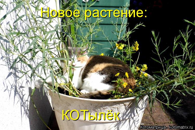 Новое растение: КОТылёк... Котоматрица: Новое растение: КОТылёк