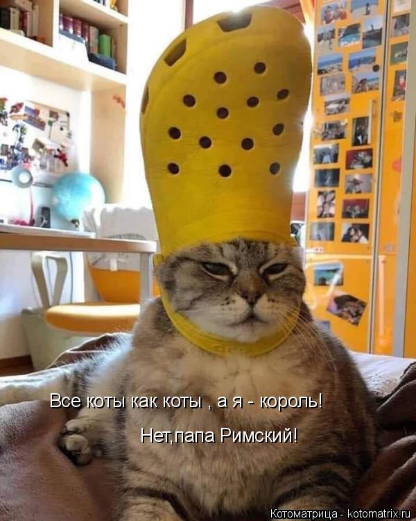 Все коты как коты , а я - король! Нет,папа Римский!... Котоматрица: Все коты как коты , а я - король! Нет,папа Римский!