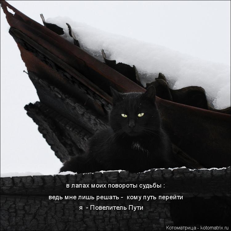 ведь мне лишь решать - кому путь перейти я - Повелитель Пути в лапах моих повороты судьбы :... Котоматрица: ведь мне лишь решать - кому путь перейти я - Повелитель Пути в лапах моих повороты судьбы :