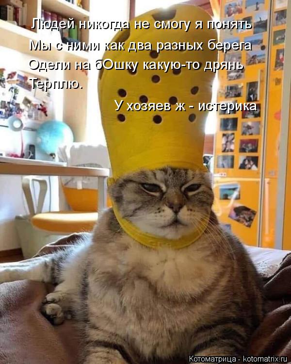 Мы с ними как два разных берега Одели на бОшку какую-то дрянь Терплю. У хозяев ж - истерика Людей ник... Котоматрица: Мы с ними как два разных берега Одели на бОшку какую-то дрянь Терплю. У хозяев ж - истерика Людей никогда не смогу я понять