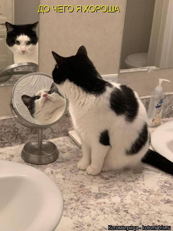 ДО ЧЕГО Я ХОРОША... Котоматрица: ДО ЧЕГО Я ХОРОША