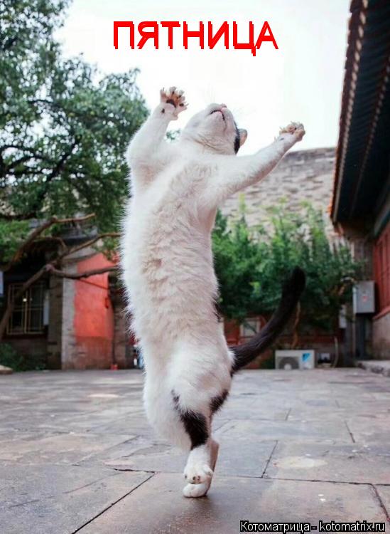 ПЯТНИЦА ПЯТНИЦА... Котоматрица: ПЯТНИЦА ПЯТНИЦА