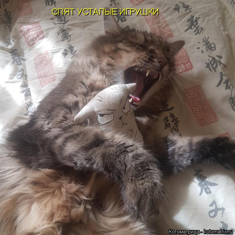 СПЯТ УСТАЛЫЕ ИГРУШКИ... Котоматрица: СПЯТ УСТАЛЫЕ ИГРУШКИ