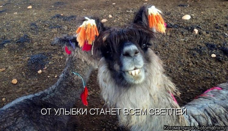 ОТ УЛЫБКИ СТАНЕТ ВСЕМ СВЕТЛЕЙ... Котоматрица: ОТ УЛЫБКИ СТАНЕТ ВСЕМ СВЕТЛЕЙ