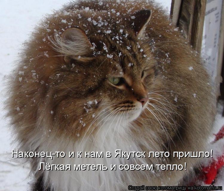 Наконец-то и к нам в Якутск лето пришло! Лёгкая метель и совсем тепло!... Котоматрица: Наконец-то и к нам в Якутск лето пришло! Лёгкая метель и совсем тепло!