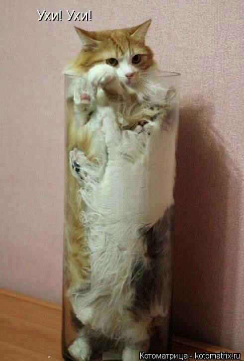 Ухи! Ухи!... Котоматрица: Ухи! Ухи!
