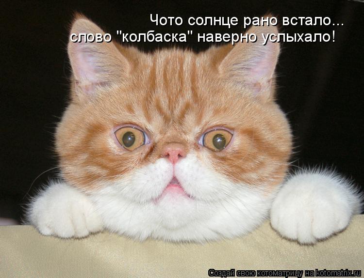 Котоматрица: Чото солнце рано встало... слово "колбаска" наверно услыхало!