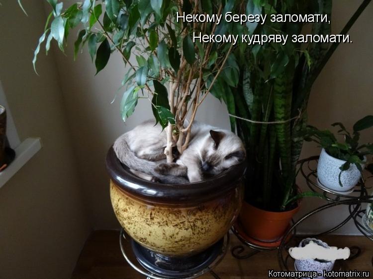 Некому березу заломати, Некому кудряву заломати.... Котоматрица: Некому березу заломати, Некому кудряву заломати.