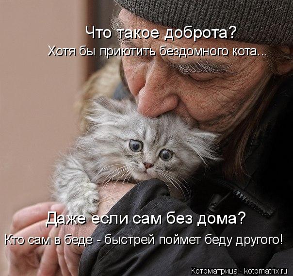 Что такое доброта? Даже если сам без дома? Кто сам в беде - быстрей поймет беду другого! Хотя бы прию... Котоматрица: Что такое доброта? Даже если сам без дома? Кто сам в беде - быстрей поймет беду другого! Хотя бы приютить бездомного кота...