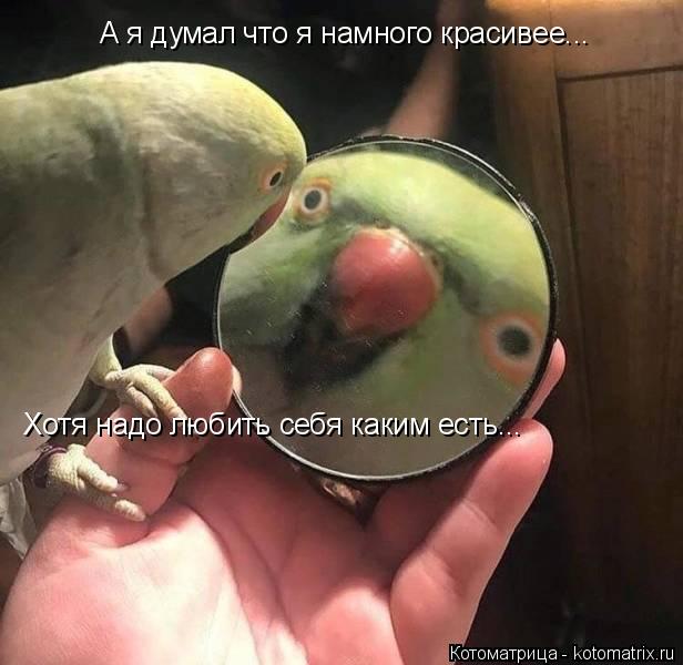 Котоматрица: А я думал что я намного красивее... Хотя надо любить себя каким есть...