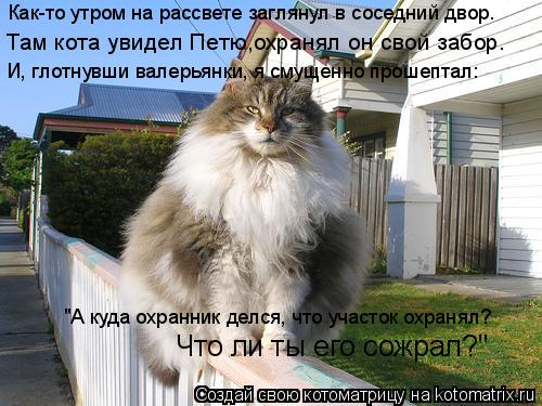 Как-то утром на рассвете заглянул в соседний двор. Там кота увидел Петю,охранял он свой забор. И, гло... Котоматрица: Как-то утром на рассвете заглянул в соседний двор. Там кота увидел Петю,охранял он свой забор. И, глотнувши валерьянки, я смущенно прошептал: