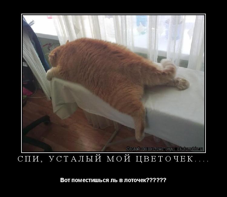 Котоматрица: СПИ, УСТАЛЫЙ МОЙ ЦВЕТОЧЕК.... Вот поместишься ль в лоточек??????