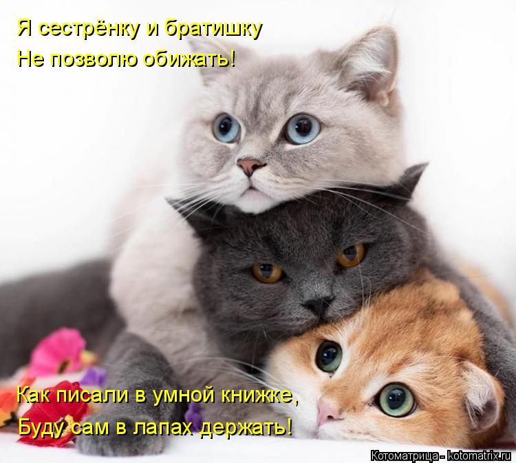 Я сестрёнку и братишку Не позволю обижать! Как писали в умной книжке, Буду сам в лапах держать!... Котоматрица: Я сестрёнку и братишку Не позволю обижать! Как писали в умной книжке, Буду сам в лапах держать!