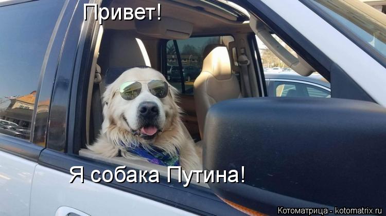 Котоматрица: Привет! Я собака Путина!