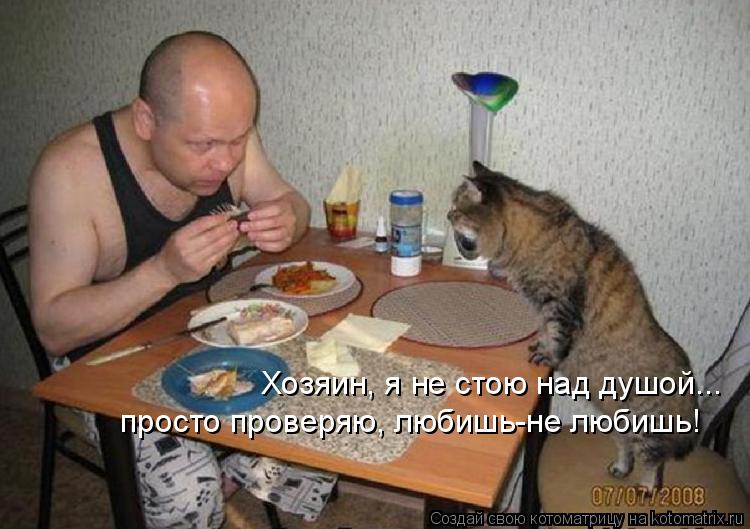 Хозяин, я не стою над душой... просто проверяю, любишь-не любишь!... Котоматрица: Хозяин, я не стою над душой... просто проверяю, любишь-не любишь!
