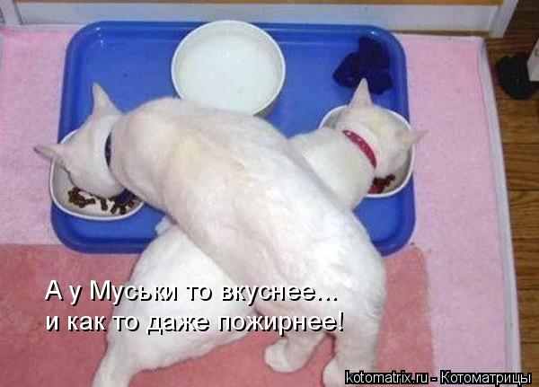 Котоматрица: А у Муськи то вкуснее... и как то даже пожирнее!