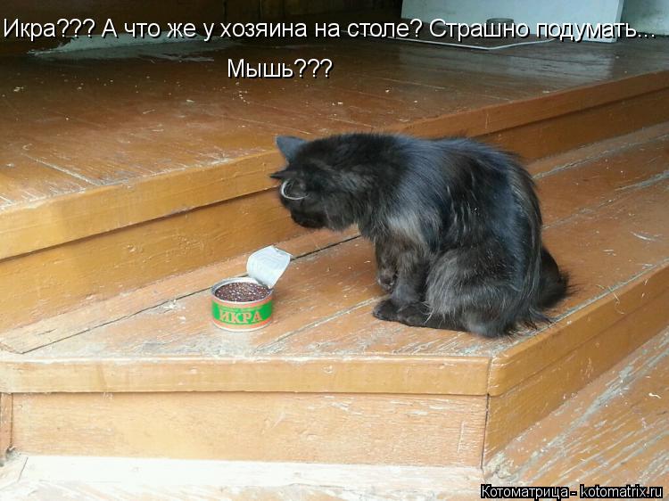 Котоматрица: Икра??? А что же у хозяина на столе? Страшно подумать... Мышь???