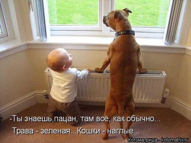 Котоматрица: -Ты знаешь,пацан, там всё, как обычно... Трава - зеленая...Кошки - наглые...