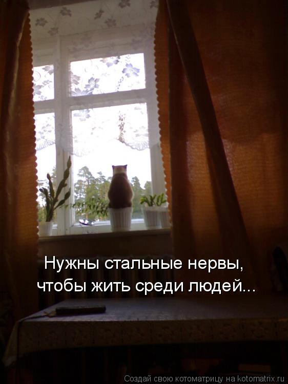 Нужны стальные нервы, чтобы жить среди людей...... Котоматрица: Нужны стальные нервы, чтобы жить среди людей...