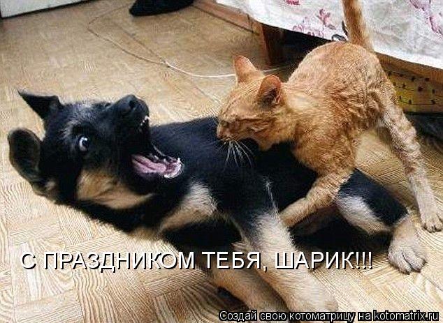 С ПРАЗДНИКОМ ТЕБЯ, ШАРИК!!!... Котоматрица: С ПРАЗДНИКОМ ТЕБЯ, ШАРИК!!!