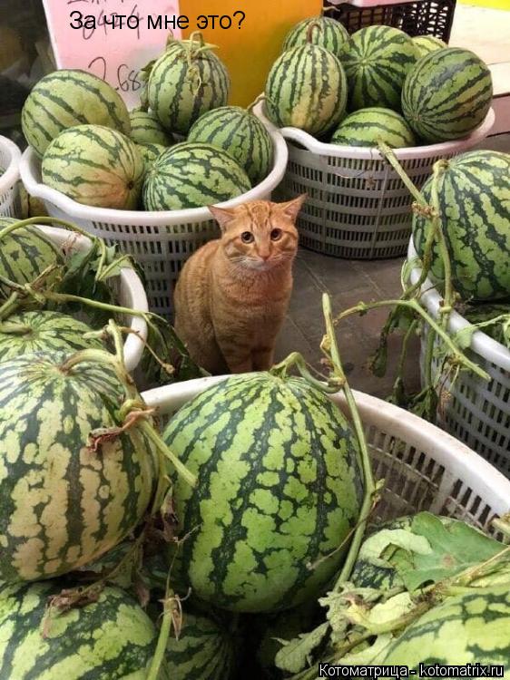 Котоматрица: За что мне это?