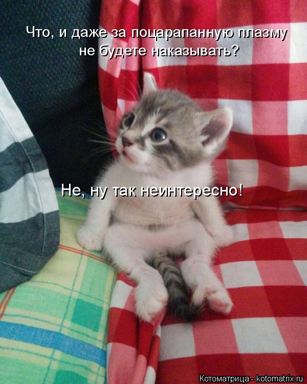 Что, и даже за поцарапанную плазму не будете наказывать? Не, ну так неинтересно!... Котоматрица: Что, и даже за поцарапанную плазму не будете наказывать? Не, ну так неинтересно!