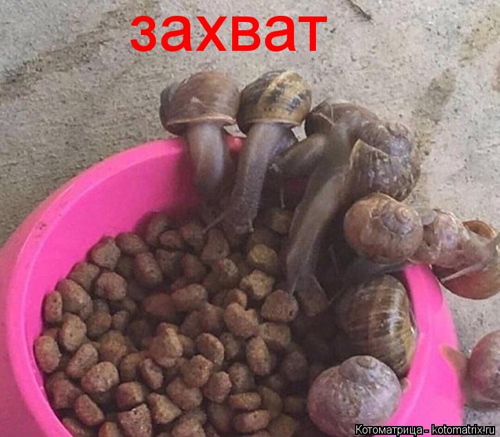 Котоматрица: захват
