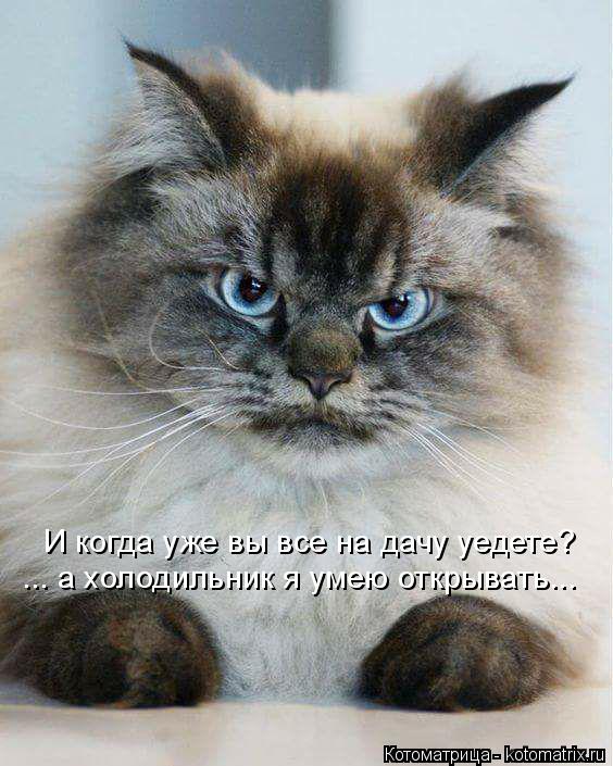 Котоматрица: И когда уже вы все на дачу уедете? ... а холодильник я умею открывать...