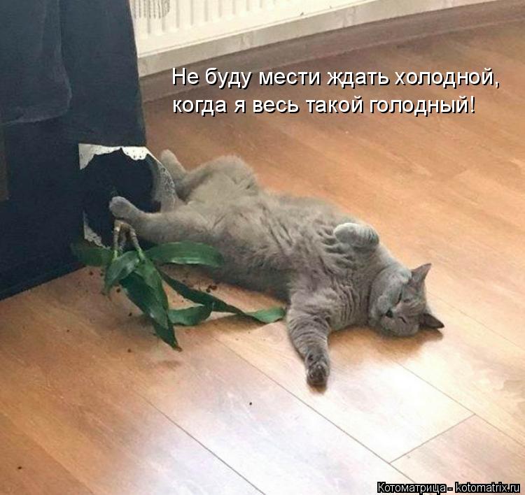 Не буду мести ждать холодной, когда я весь такой голодный!... Котоматрица: Не буду мести ждать холодной, когда я весь такой голодный!