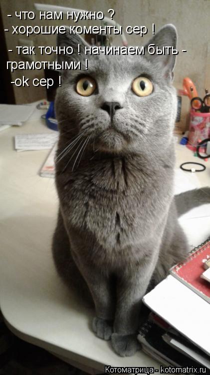 Котоматрица: - что нам нужно ? - хорошие коменты сер ! - так точно ! начинаем быть -  грамотными ! -ok сер !