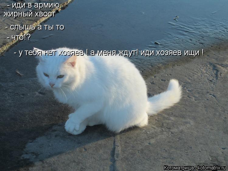 Котоматрица: - иди в армию  жирный хвост - слышь а ты то  - что!?  - у тебя нет хозяев ! а меня ждут! иди хозяев ищи !