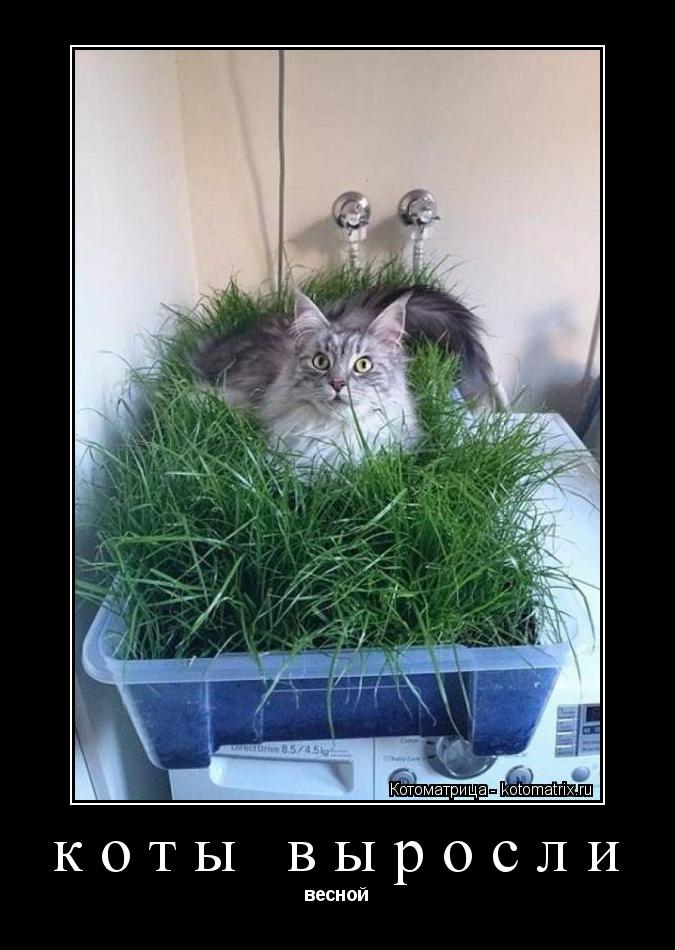Котоматрица: коты выросли  весной