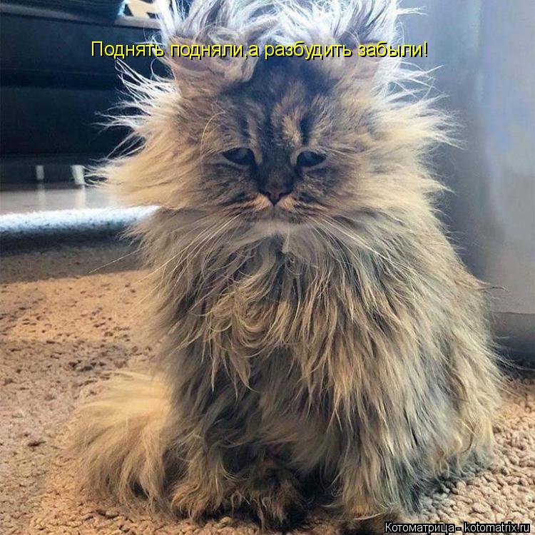 Котоматрица: Поднять подняли,а разбудить забыли!