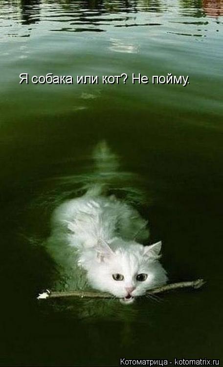 Котоматрица: Я собака или кот? Не пойму.