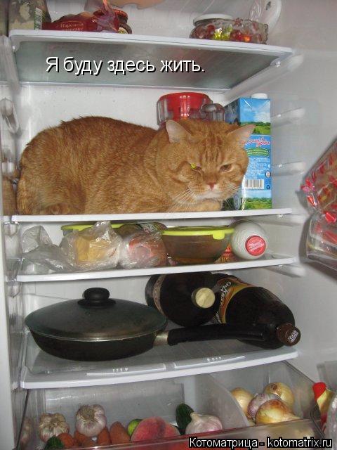 Котоматрица: Я буду здесь жить.