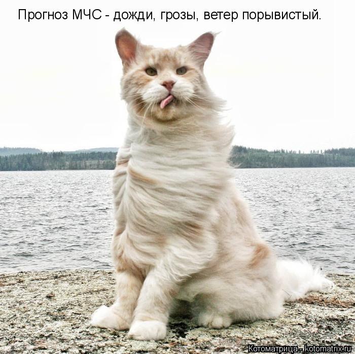 Котоматрица: Прогноз МЧС - дожди, грозы, ветер порывистый.