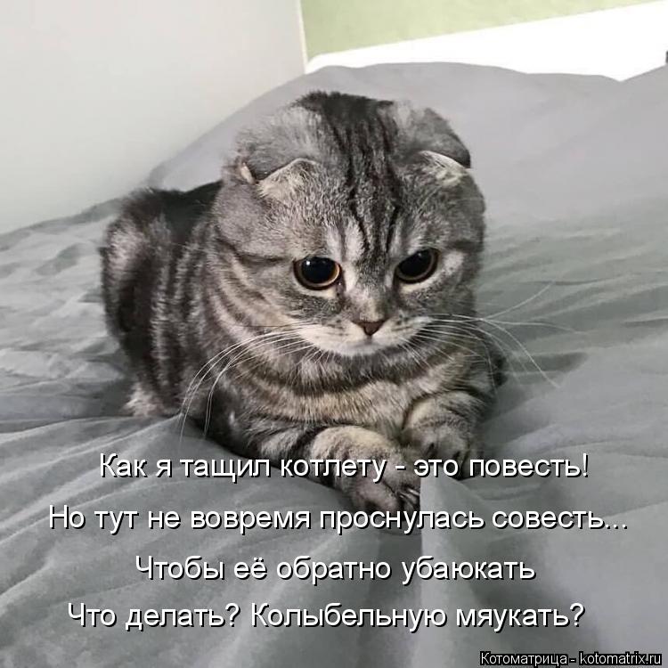 Котоматрица: Как я тащил котлету - это повесть! Но тут не вовремя проснулась совесть... Чтобы её обратно убаюкать Что делать? Колыбельную мяукать?