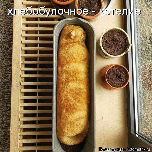 Котоматрица: хлебобулочное - котелие