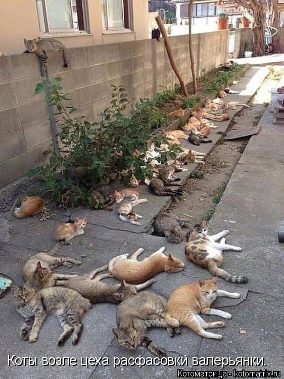Котоматрица: Коты возле цеха расфасовки валерьянки.