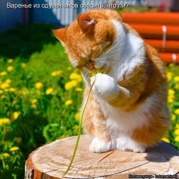 Котоматрица: Варенье из одуванчиков сварить, что ли?