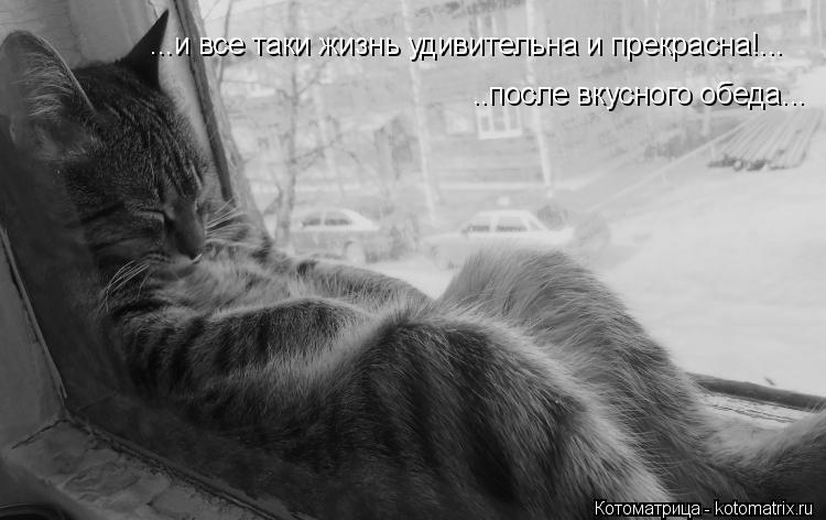 ...и все таки жизнь удивительна и прекрасна!... ..после вкусного обеда...... Котоматрица: ...и все таки жизнь удивительна и прекрасна!... ..после вкусного обеда...