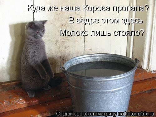 Куда же наша Корова пропала? В ведре этом здесь Молоко лишь стояло?... Котоматрица: Куда же наша Корова пропала? В ведре этом здесь Молоко лишь стояло?