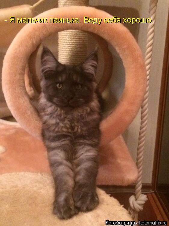 Котоматрица: - Я мальчик паинька. Веду себя хорошо.