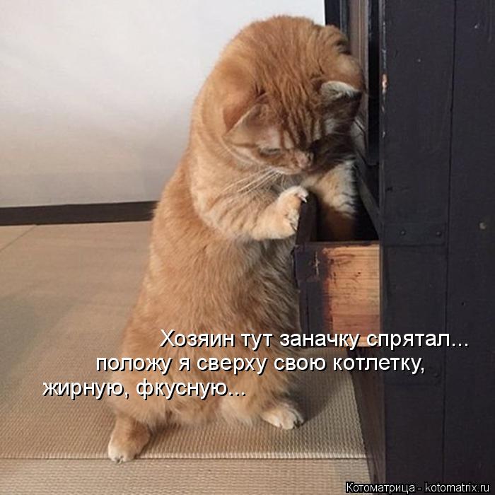 Котоматрица: Хозяин тут заначку спрятал... положу я сверху свою котлетку, жирную, фкусную...