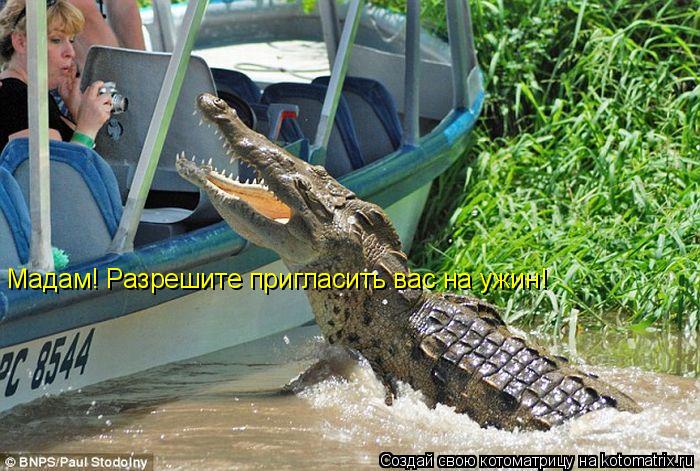 Котоматрица: Мадам! Разрешите пригласить вас на ужин!