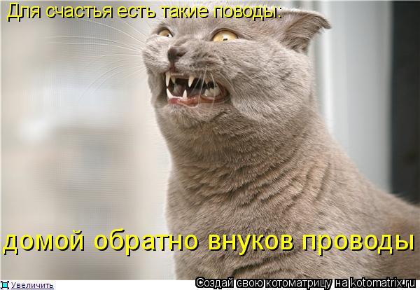 Котоматрица: Для счастья есть такие поводы: домой обратно внуков проводы
