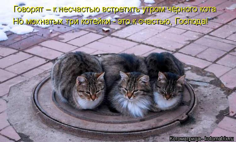 Котоматрица: Говорят – к несчастью встретить утром чёрного кота Но мохнатых три котейки - это к счастью, Господа!