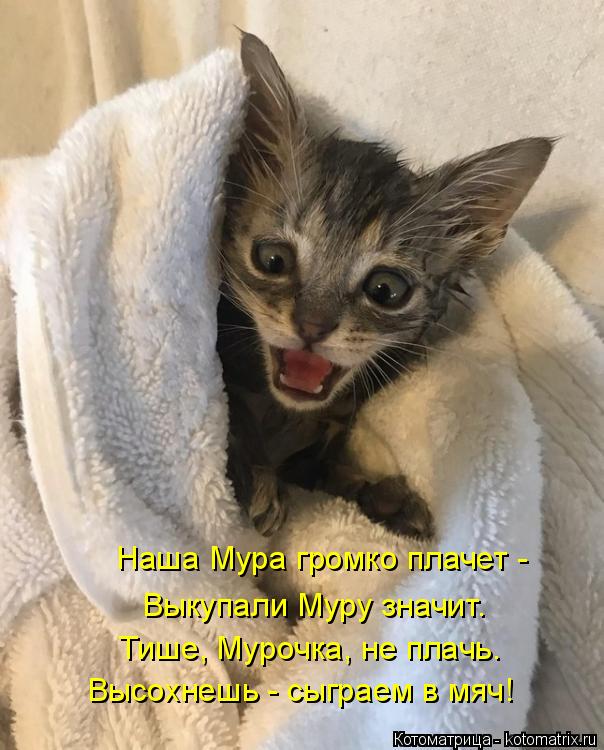 Котоматрица: Наша Мура громко плачет - Выкупали Муру значит. Тише, Мурочка, не плачь. Высохнешь - сыграем в мяч!